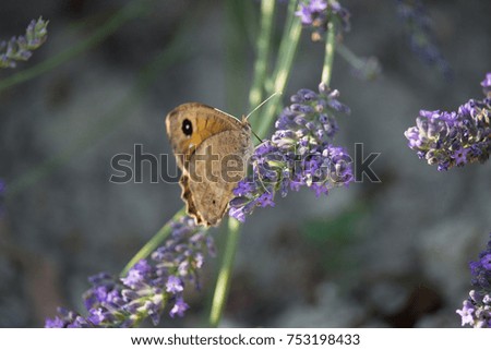 Similar – Ox-eye daisy on flowering lavender