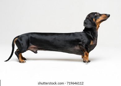 A manipulated image of a very Long Dachshund dog (puppy), black and tan on a gray background