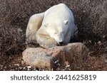 Manitoba, Canada-Polar bear resting on the tundra of Hudson Bay 