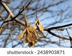 A Manitoba maple tree grows along Jasper Avenue along Edmonton