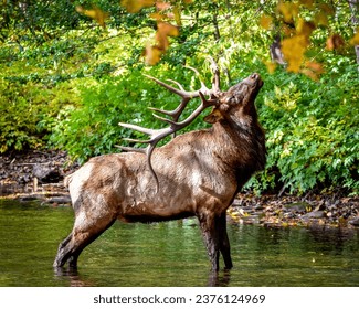 Manitoban Elk (bull) staring at the air - Powered by Shutterstock