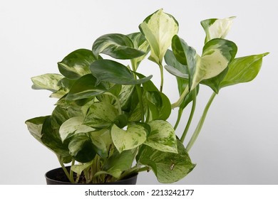 Manjula Pothos Houseplant Isolated On A Whitebackground