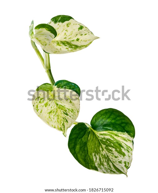 白い背景に切り取り線とマンジュラ ポトス Manjula Pothos アオウレム Epipremnum Oureum の葉 ハート形の葉 の写真素材 今すぐ編集