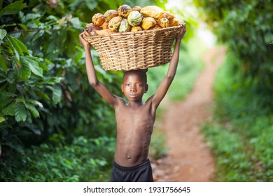 MANKRANSO,GHANA- JUNE 14, 2018: A little boy carrying a basket of harvested cocoa pods.