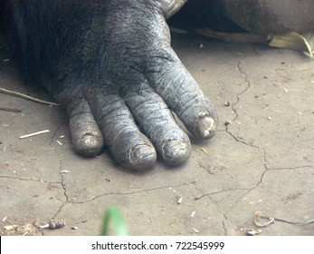 Manlike Fingers Male Gorilla Stock Photo 722545999 | Shutterstock