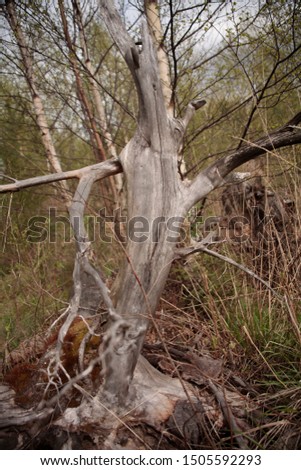 manlike shaped tree without leaves in a  forest, could also be a treetroot