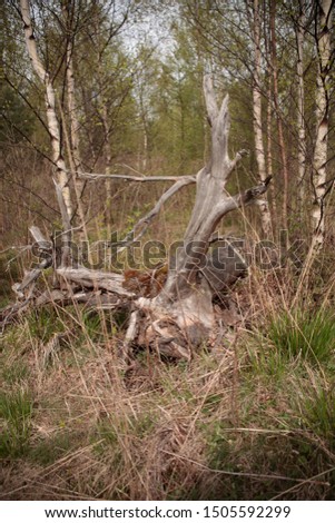 manlike shaped tree without leaves in a  forest, could also be a treetroot