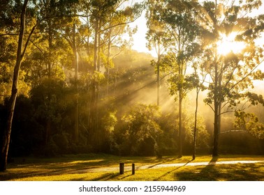 Manna Gum camping area. Early morning sunbeams stream through the trees. Main Range National Park, Queensland Australia.