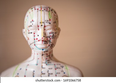 Mannequin With Acupuncture Points And Meridians