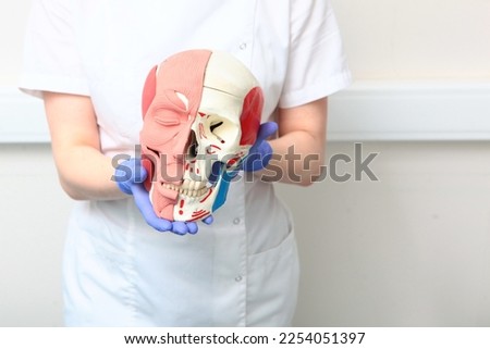 Mannequin of human skull in the hands of doctor. Facial muscles on mannequin. Teeth and bones on mannequin of human skull. Visual aid for dentists. White background.
