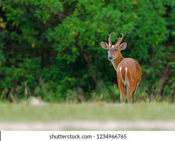 Mannetje Indische Muntjak, Male Indian Muntjac