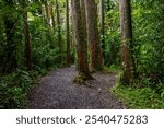 Manoa Falls hiking trail on a rainy day with lush green trees plants and grass in Honolulu Hawaii USA	