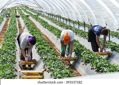 Manolada, Ilia, Greece - March 3, 2016: Immigrant Seasonal Farm Workers (men And Women, Old And Young) Pick And Package Strawberries Directly Into Boxes In The Manolada  Of Southern Greece.