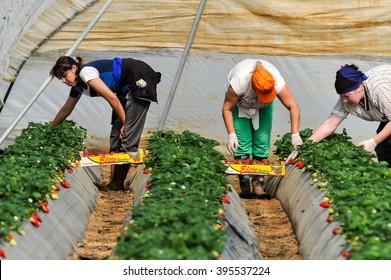 Manolada, Ilia, Greece - March 3, 2016: Immigrant Seasonal Farm Workers (men And Women, Old And Young) Pick And Package Strawberries Directly Into Boxes In The Manolada  Of Southern Greece.