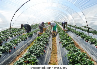 Manolada, Ilia, Greece - March 3, 2016: Immigrant Seasonal Farm Workers (men And Women, Old And Young) Pick And Package Strawberries Directly Into Boxes In The Manolada  Of Southern Greece.