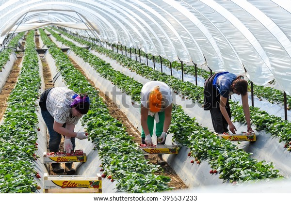Manolada,\
Ilia, Greece - March 3, 2016: Immigrant seasonal farm workers (men\
and women, old and young) pick and package strawberries directly\
into boxes in the Manolada  of southern\
Greece.