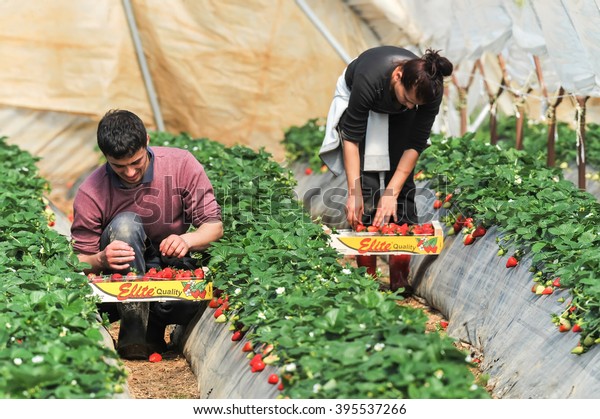 Manolada,\
Ilia, Greece - March 3, 2016: Immigrant seasonal farm workers (men\
and women, old and young) pick and package strawberries directly\
into boxes in the Manolada  of southern\
Greece.