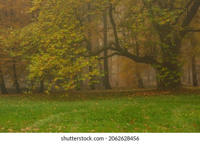 Manor Park In The City Of Ilowa, Poland In The Fall. There Are Yellow Leaves On The Trees. Fog Is Rising Between The Trees.