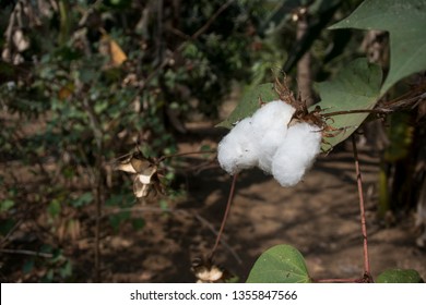 Manor Village In Palghar District 2018 White Cotton Tree