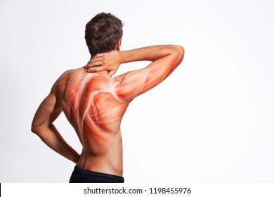 Rückenmuskel und Körperstruktur des Menschen. Menschlicher Körperblick von hinten, einzeln auf weißem Hintergrund.