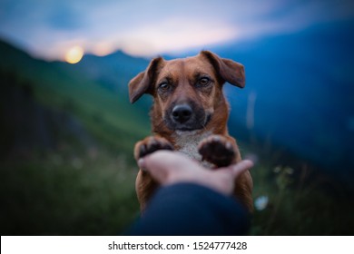 Mans Best Friend. Dog Gives Paws. Friendship Between Man And Dog.