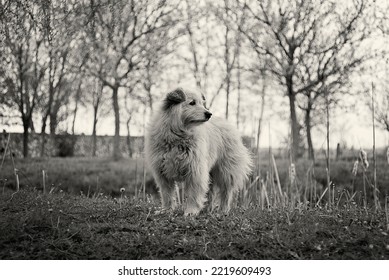 Man's Best Friend On An Autumn Day