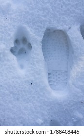 355 Lynx tracks Images, Stock Photos & Vectors | Shutterstock