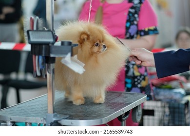 A Man's Hand Checks The Quality Of A Pomeranian Haircut With A Comb.