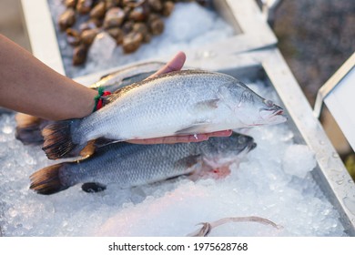 Man's Hand choosing sea bass fish for cooking