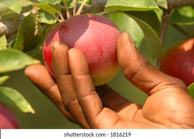 Mans Hand Delicately Picking An Apple