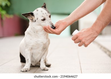 Man's Hand Giving Cute Small Black And White Dog Medicine, Pills For Arthritis.