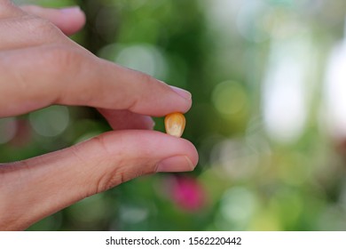 Man's Hand Holding A Corn Seed