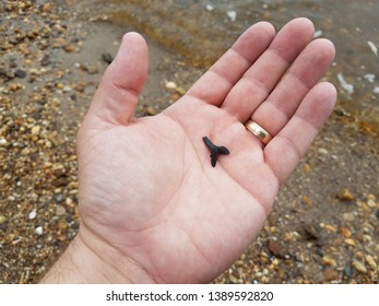 Man's Hand Holding Fossilized Shark Tooth On The Beach