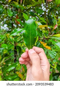 A Man's Hand Holding A Fresh Clove Leaf