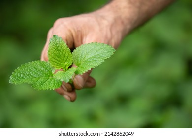 Man's Hand Holding A Lemon Balm Leaf. Medicinal Plant 