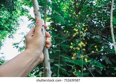 A man's hand is holding a sharp prickly branch to keep the petioles as herbal remedies to help heal their injuries.
