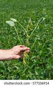 Man's Hand Holding Soybean Plant With Field In Background. Farmer Inspect Soya