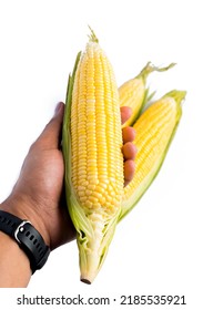 Man's Hand Holding Sweetcorn Isolated On A White Background.