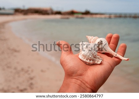 A man's hand holding two seashells on the beach. Paradise island.