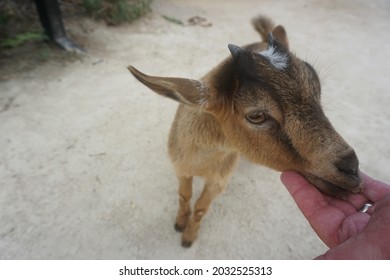 A Mans Hand Holds Baby Goat Face As It Trusts And Looks Up.  Feeding And Petting At Florida Zoo On Sunny Day.  Friends With Caring Human.                               