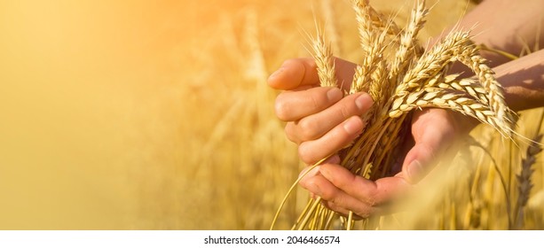 A man's hand holds spikelets of ripe wheat with grain on the background of a golden field and the sky. The farmer carefully checks the quality of the crop. - Powered by Shutterstock