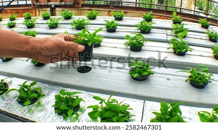 A man's hand inserts a pot of young spinach into a gutter hole in a hydroponic planting system. The use of hydroponic planting methods with the NFT (Nutrient Film Technique) system.