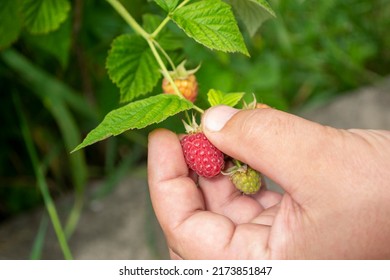 A man's hand plucks a ripe raspberry from a bush. Ripe raspberries. Harvesting raspberries. Raspberries - harvesting from a bush. A hand holds a red raspberry.