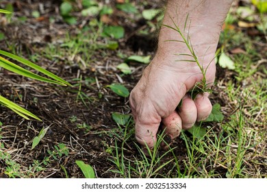 Mans Hand Pulling Weeds Garden Stock Photo 2032513334 | Shutterstock