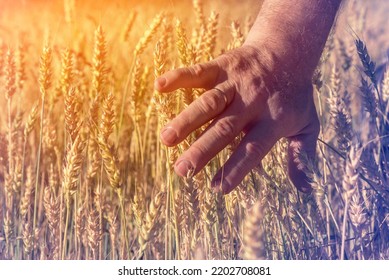 A man's hand runs over the grain ears in a wheat field. The hand touches the ears of rye cereals.. Ripe cereals. It's time for autumn bread harvesting. Agricultural agronomy. - Shutterstock ID 2202708081