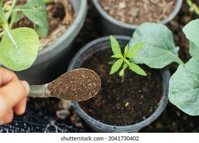 Man's Hand Is Sowing Organic Fertilizer For Plants By Spoon.  Manure Fertilizer Rich In Nitrogen For Growth.