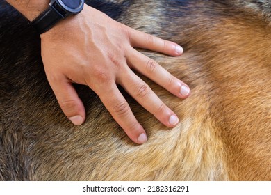 Man's Hand Strokes A German Shepherd Dog. Praise And Kindness. Owner And Dog.