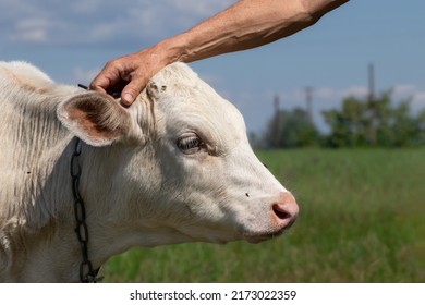 A man's hand strokes the head of a cute white calf in a field.Domestic animal concept.