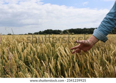 a man's hand strokes ripened wheat in a large wheat field illuminated by sunlight, agriculture
