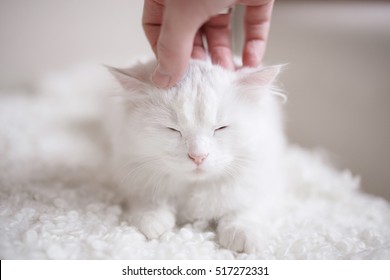 Man's Hand Stroking A Cat